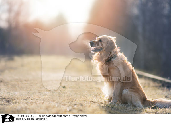 sitzender Golden Retriever / sitting Golden Retriever / BS-07152