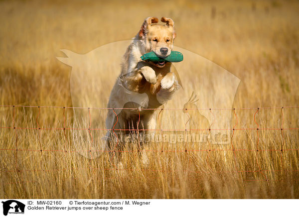 Golden Retriever springt ber Schafzaun / Golden Retriever jumps over sheep fence / MW-02160