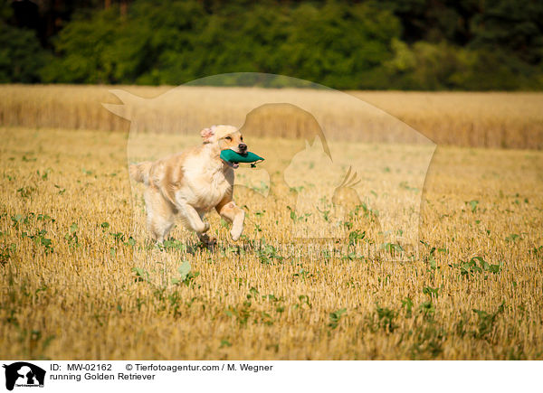rennender Golden Retriever / running Golden Retriever / MW-02162