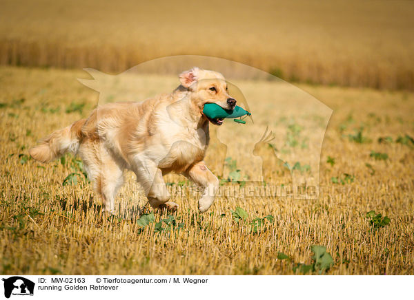 rennender Golden Retriever / running Golden Retriever / MW-02163