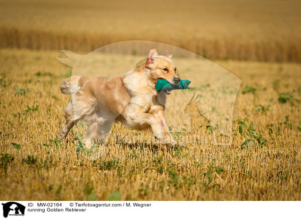rennender Golden Retriever / running Golden Retriever / MW-02164