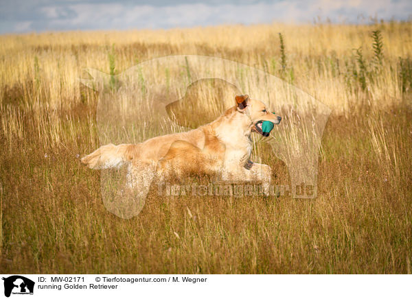 rennender Golden Retriever / running Golden Retriever / MW-02171