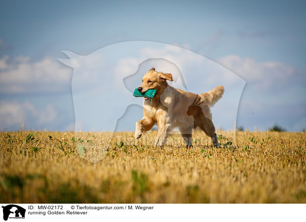 rennender Golden Retriever / running Golden Retriever / MW-02172