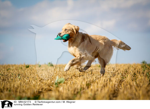 rennender Golden Retriever / running Golden Retriever / MW-02173