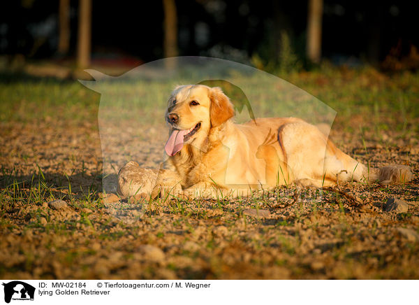 liegender Golden Retriever / lying Golden Retriever / MW-02184
