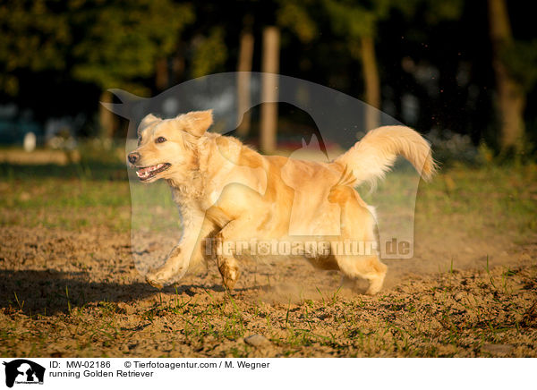 rennender Golden Retriever / running Golden Retriever / MW-02186