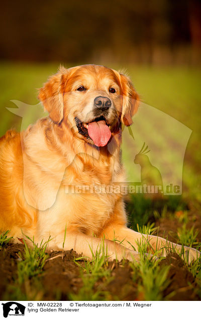 liegender Golden Retriever / lying Golden Retriever / MW-02228
