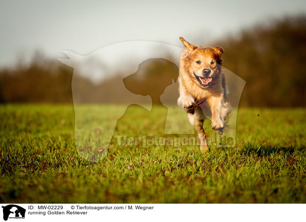 rennender Golden Retriever / running Golden Retriever / MW-02229