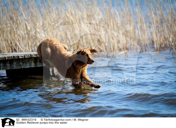 Golden Retriever springt ins Wasser / Golden Retriever jumps into the water / MW-02319