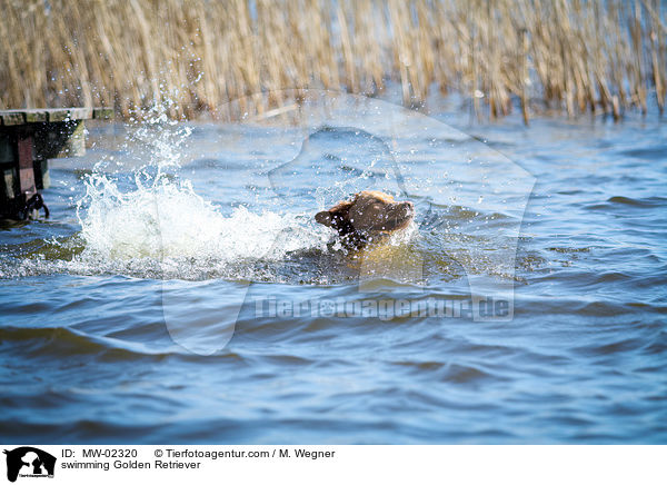 schwimmender Golden Retriever / swimming Golden Retriever / MW-02320