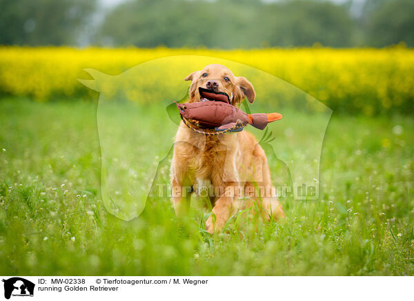rennender Golden Retriever / running Golden Retriever / MW-02338