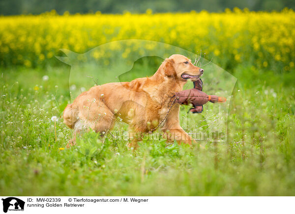 rennender Golden Retriever / running Golden Retriever / MW-02339