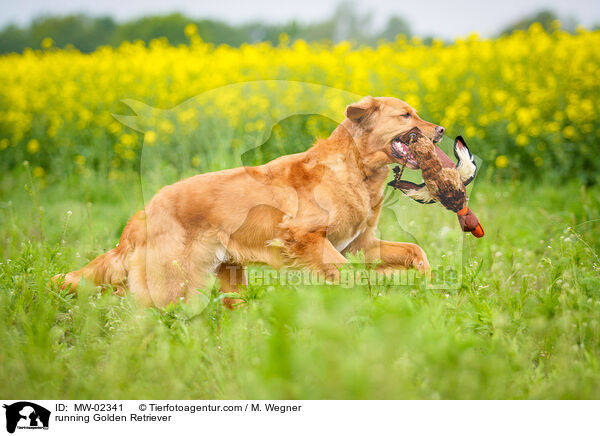 rennender Golden Retriever / running Golden Retriever / MW-02341