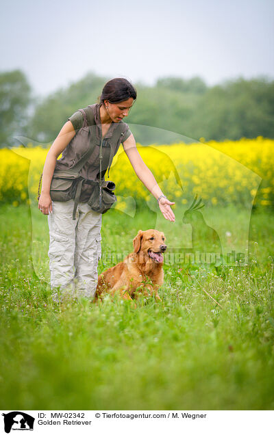 Golden Retriever / Golden Retriever / MW-02342
