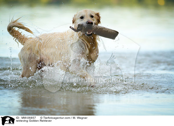 apportierender Golden Retriever / retrieving Golden Retriever / MW-06857