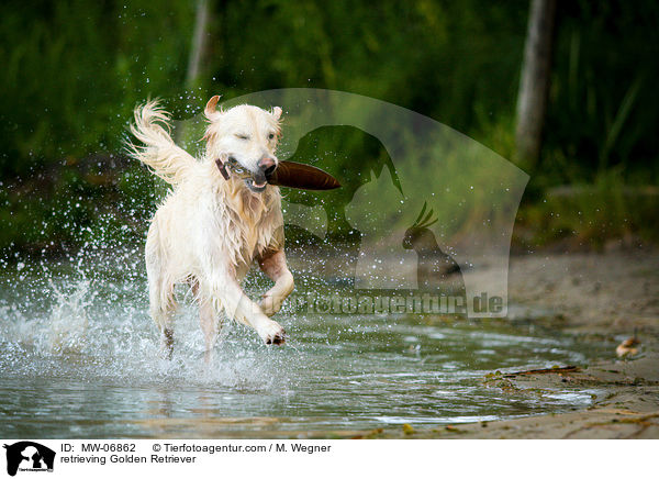 apportierender Golden Retriever / retrieving Golden Retriever / MW-06862