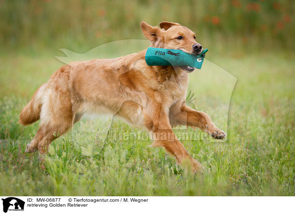 apportierender Golden Retriever / retrieving Golden Retriever / MW-06877