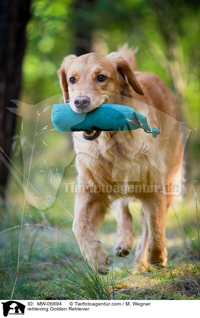 apportierender Golden Retriever / retrieving Golden Retriever / MW-06894