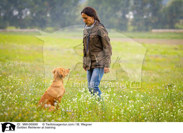 Golden Retriever beim Training / Golden Retriever at training / MW-06899