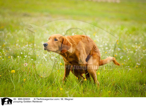 kackender Golden Retriever / pooping Golden Retriever / MW-06900