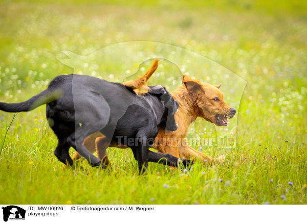 spielende Hunde / playing dogs / MW-06926
