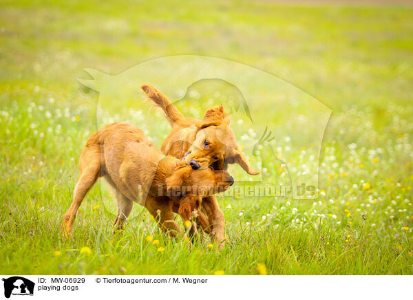 spielende Hunde / playing dogs / MW-06929