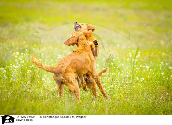 spielende Hunde / playing dogs / MW-06934