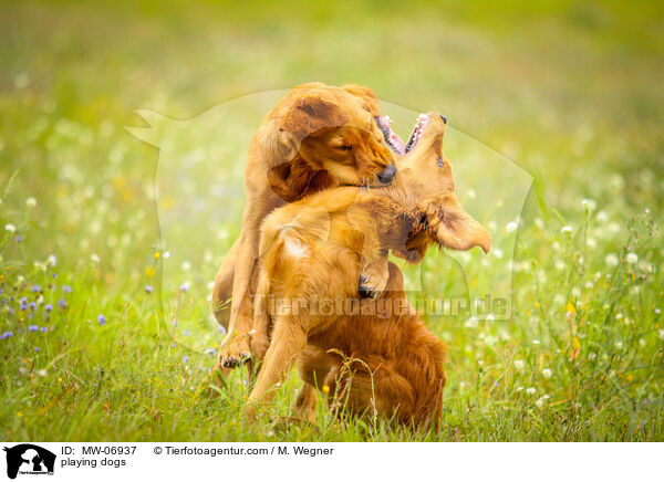 spielende Hunde / playing dogs / MW-06937