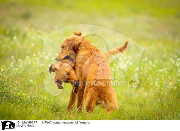 spielende Hunde / playing dogs / MW-06947