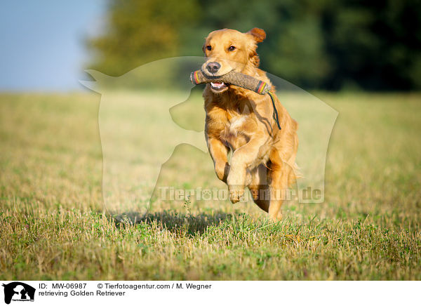 apportierender Golden Retriever / retrieving Golden Retriever / MW-06987