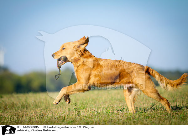 apportierender Golden Retriever / retrieving Golden Retriever / MW-06995