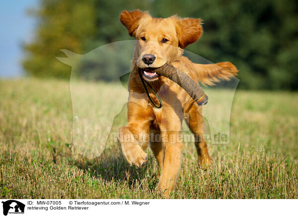 apportierender Golden Retriever / retrieving Golden Retriever / MW-07005