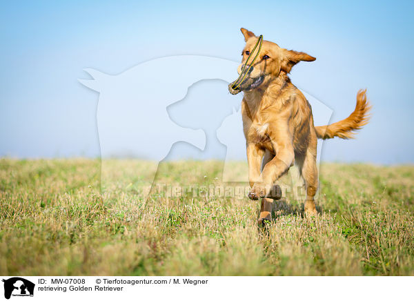 apportierender Golden Retriever / retrieving Golden Retriever / MW-07008