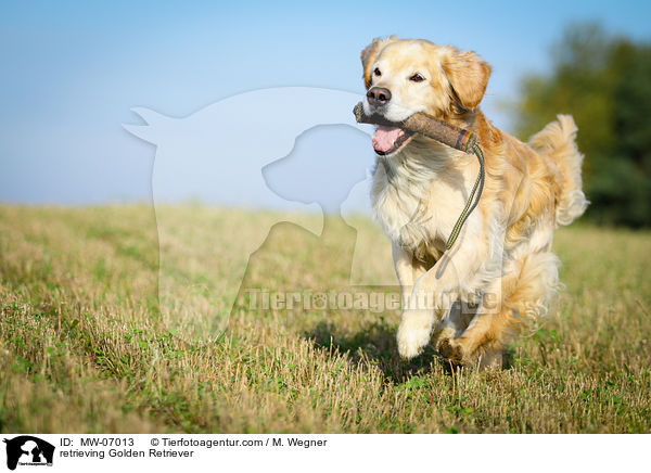 apportierender Golden Retriever / retrieving Golden Retriever / MW-07013