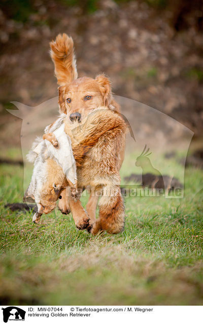 apportierender Golden Retriever / retrieving Golden Retriever / MW-07044