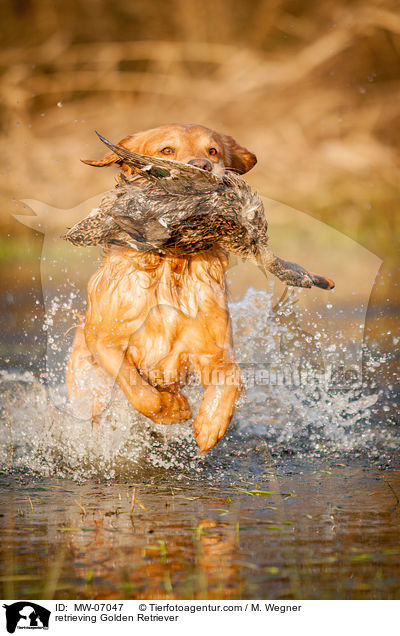 apportierender Golden Retriever / retrieving Golden Retriever / MW-07047