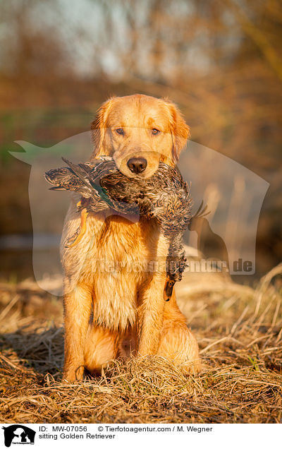 sitzender Golden Retriever / sitting Golden Retriever / MW-07056