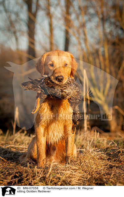sitzender Golden Retriever / sitting Golden Retriever / MW-07058