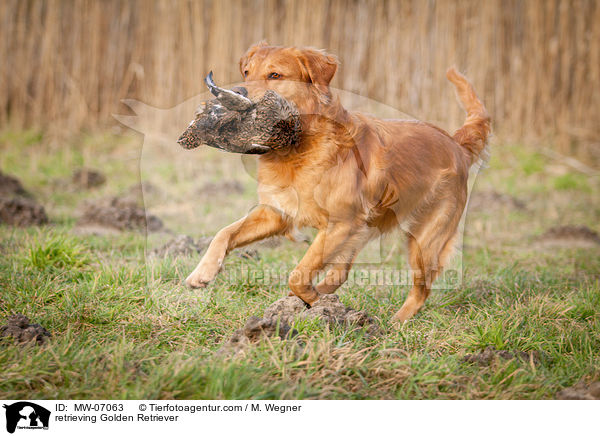 apportierender Golden Retriever / retrieving Golden Retriever / MW-07063