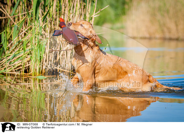 apportierender Golden Retriever / retrieving Golden Retriever / MW-07068