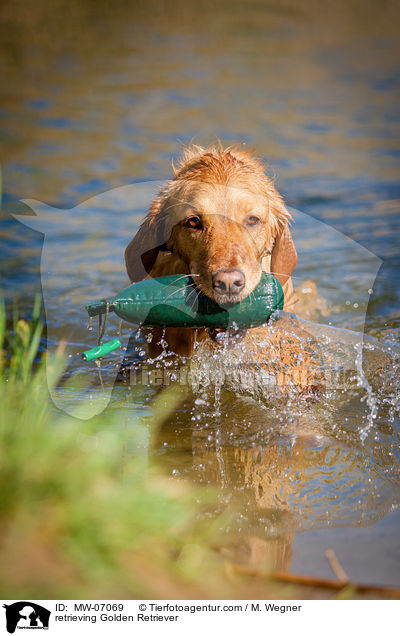 apportierender Golden Retriever / retrieving Golden Retriever / MW-07069
