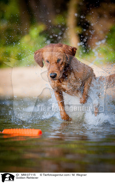 Golden Retriever / Golden Retriever / MW-07115