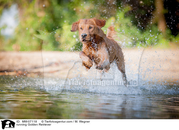 running Golden Retriever / MW-07118