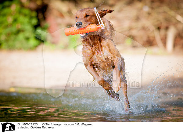 apportierender Golden Retriever / retrieving Golden Retriever / MW-07123