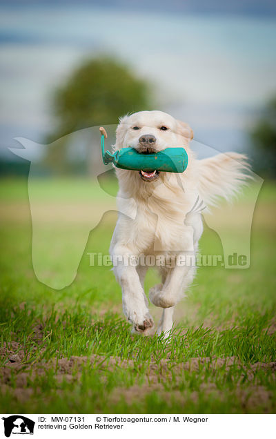 apportierender Golden Retriever / retrieving Golden Retriever / MW-07131