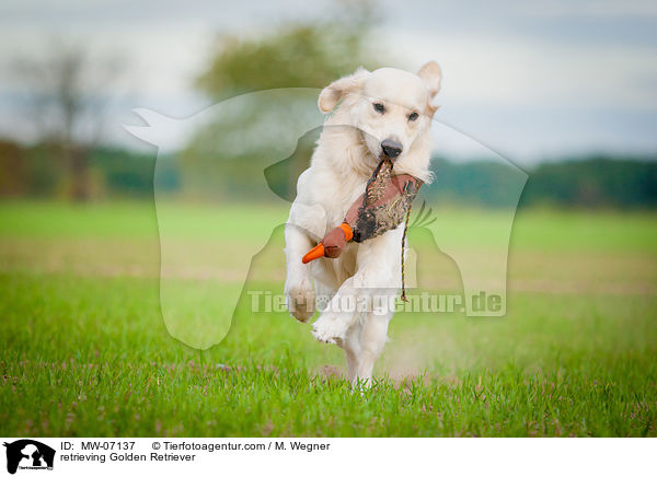 apportierender Golden Retriever / retrieving Golden Retriever / MW-07137