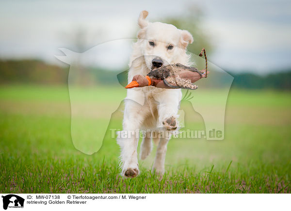apportierender Golden Retriever / retrieving Golden Retriever / MW-07138