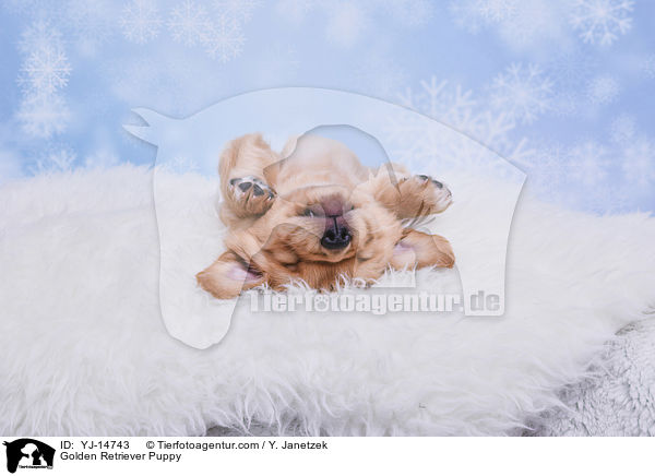Golden Retriever Welpe / Golden Retriever Puppy / YJ-14743