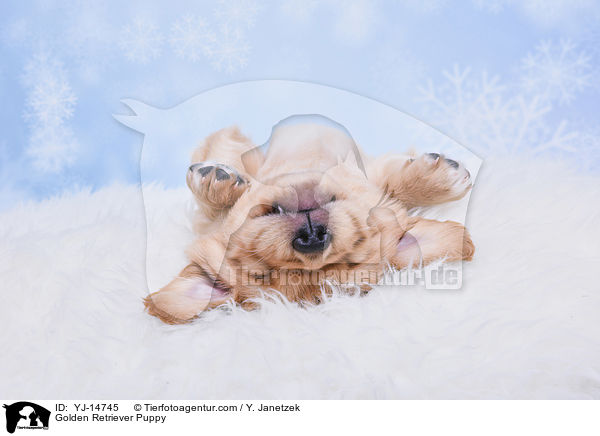 Golden Retriever Welpe / Golden Retriever Puppy / YJ-14745