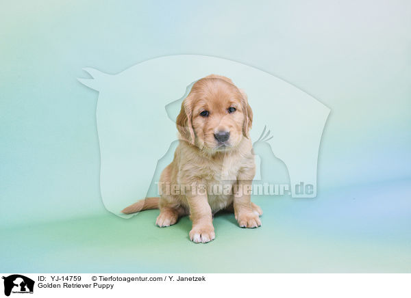 Golden Retriever Welpe / Golden Retriever Puppy / YJ-14759